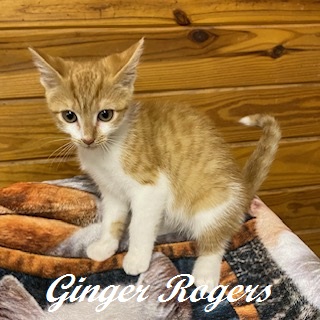 GINGER ROGERS - Domestic Shorthair / Mix available for adoption