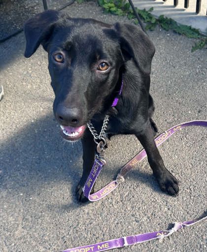 HELGA - Labrador Retriever / Mix available for adoption