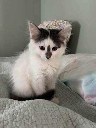 CHIPTON - Domestic Medium Hair / Mix available for adoption
