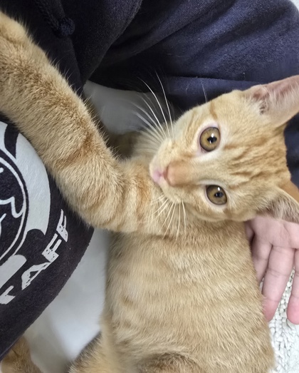 KERMIT - Domestic Shorthair / Mix available for adoption