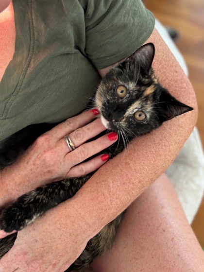 NOVALEE - Domestic Shorthair / Mix available for adoption