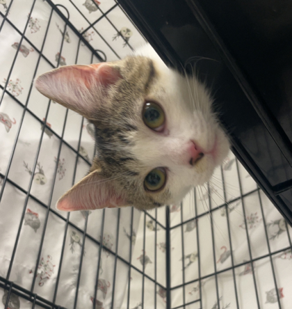 COLUMBIA - Domestic Shorthair / Mix available for adoption