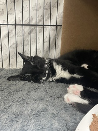 JACK - Domestic Medium Hair / Mix available for adoption