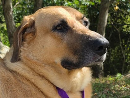 MABELINE - Black-Mouth Cur / Mix available for adoption