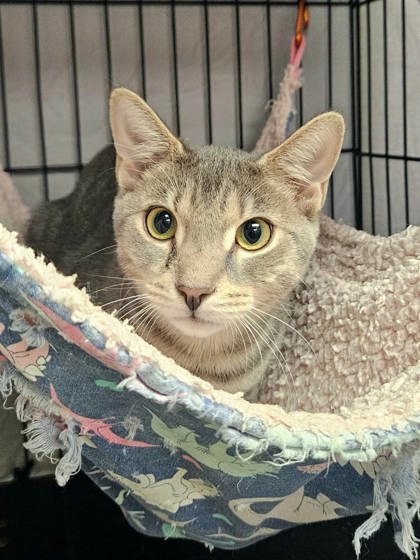 FRED - Domestic Shorthair / Mix available for adoption