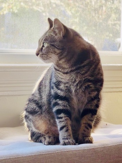LILAS - FOSTER - Domestic Shorthair / Mix available for adoption