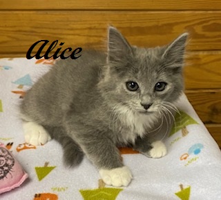ALICE