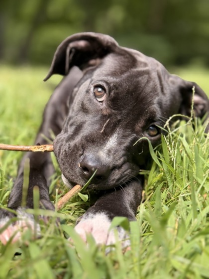 POP-TART - FOSTER - Mixed Breed, Medium (up to 44 lbs fully grown) / Mix available for adoption