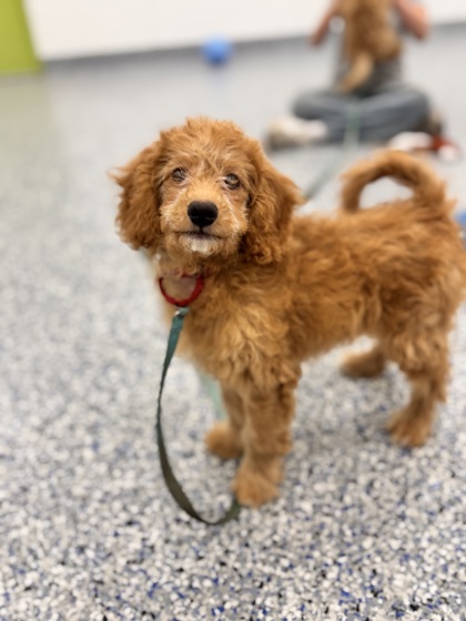 MARGARET - Miniature Poodle / Bichon Frise available for adoption