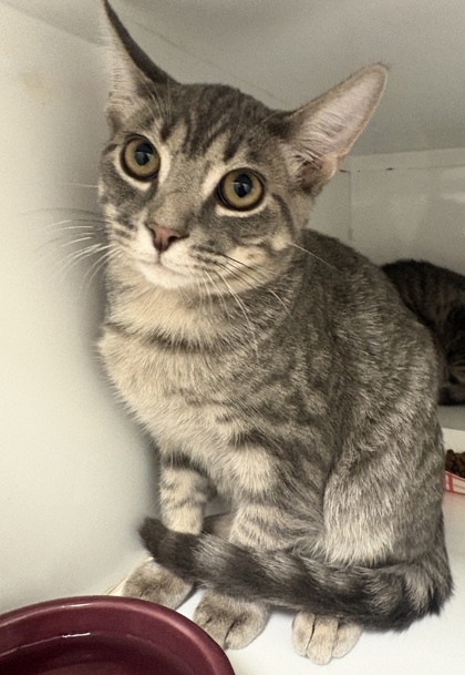 EARL SCRUGGS - Domestic Shorthair / Mix available for adoption