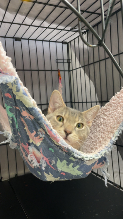FRED - Domestic Shorthair / Mix available for adoption