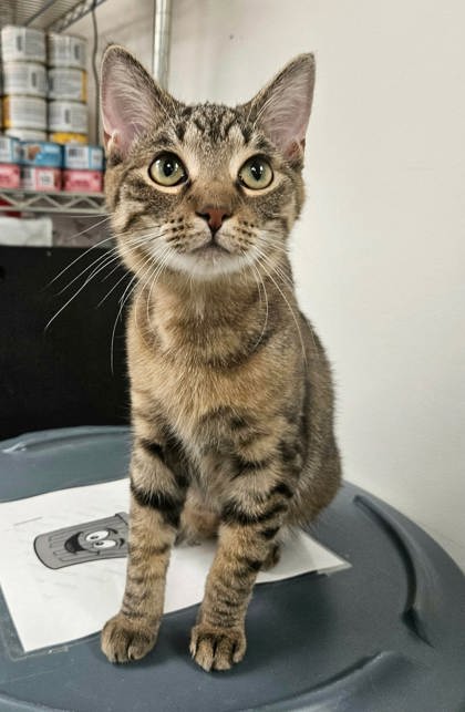 KAZOO - Domestic Shorthair / Mix available for adoption