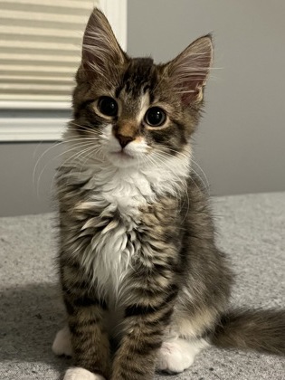FLOOF - Domestic Medium Hair / Mix available for adoption