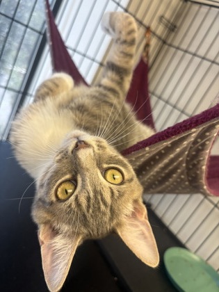 AVETT - Domestic Shorthair / Mix available for adoption