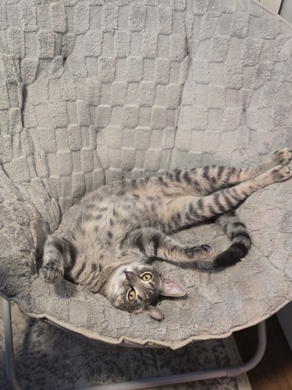 JELLY DONUT - FOSTER - Domestic Shorthair / Mix available for adoption