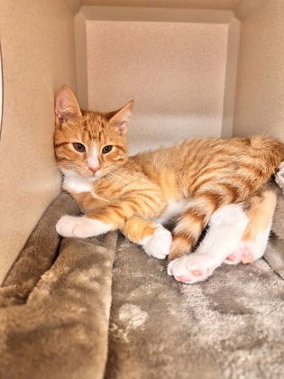 CHEROKEE - Domestic Medium Hair / Mix available for adoption