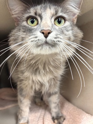 CORAL - BONDED PAIR - Domestic Medium Hair / Mix available for adoption