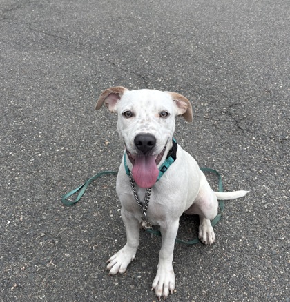DUKE - Hound / Mix available for adoption
