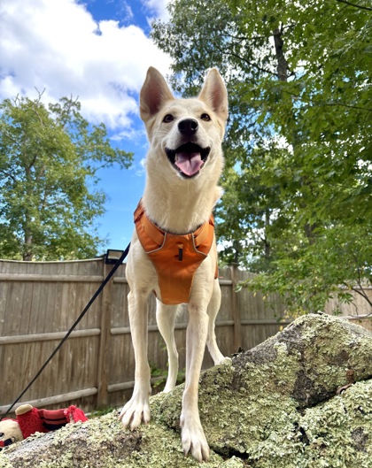 SKY- FOSTER - Siberian Husky / Mix available for adoption
