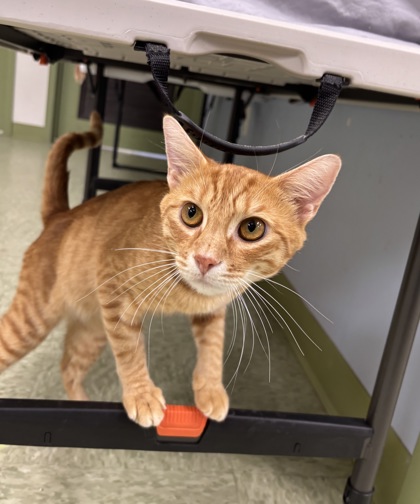 ZUKO - Domestic Shorthair / Mix available for adoption