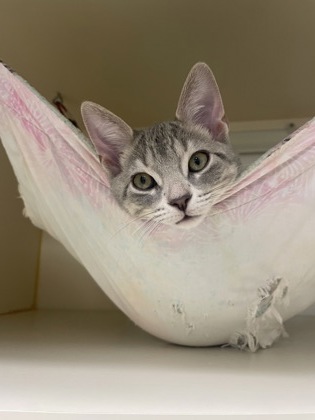 MOON SUGAR - Domestic Shorthair / Mix available for adoption