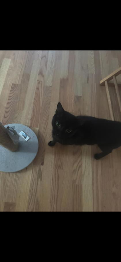 CHELSEA - FOSTER - Domestic Shorthair / Mix available for adoption