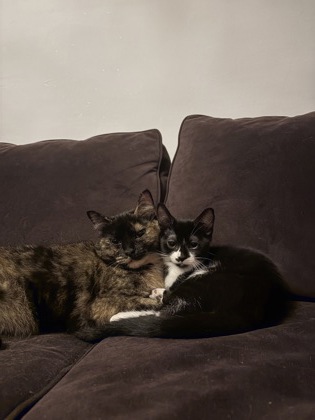 DOT - FOSTER - Domestic Shorthair / Mix available for adoption