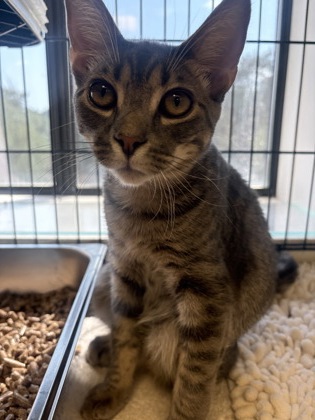 EARL SCRUGGS - Domestic Shorthair / Mix available for adoption