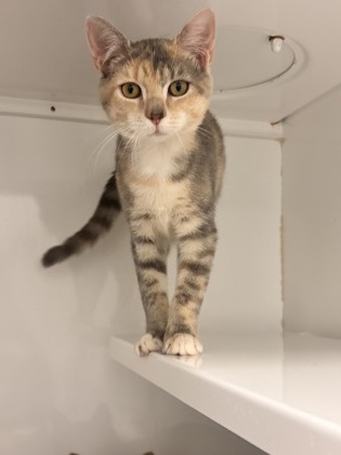 SALMON - Domestic Shorthair / Mix available for adoption