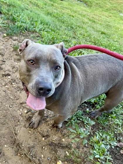 Mixed Breed