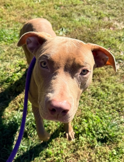 Mixed Breed