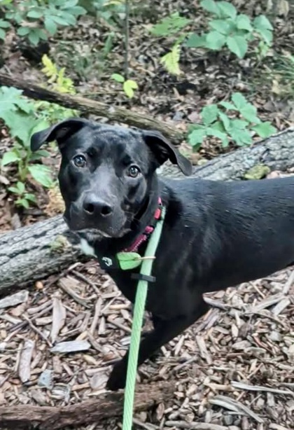 Mixed Breed