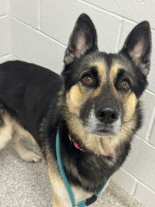 Mixed Breed