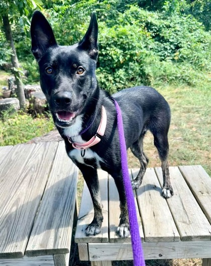Mixed Breed