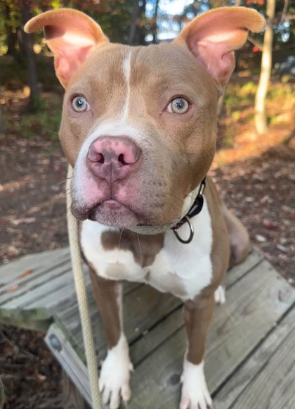 Neutron - Mixed Breed for adoption in Maryland