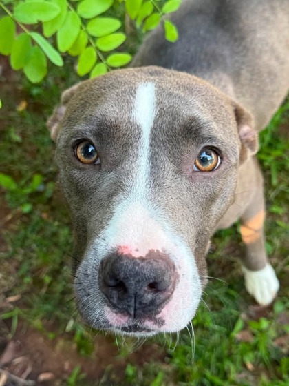 Mixed Breed