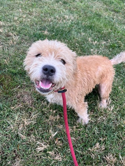 Mixed Breed
