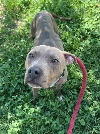 Mixed Breed