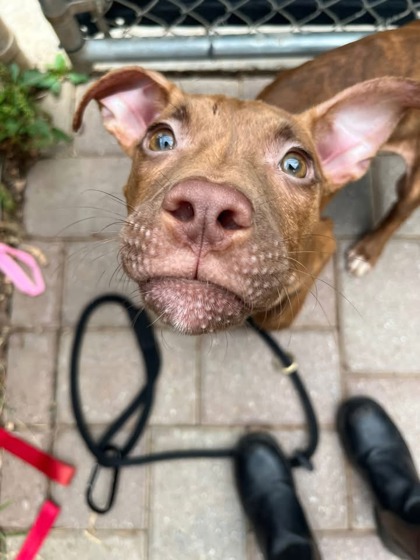 Mixed Breed