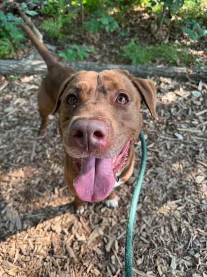 Pac Man 3 (Kira), adoptable senior Mixed Breed, Large (over 44 lbs fully grown)/Boxer