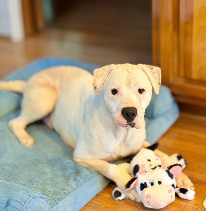 Mixed Breed
