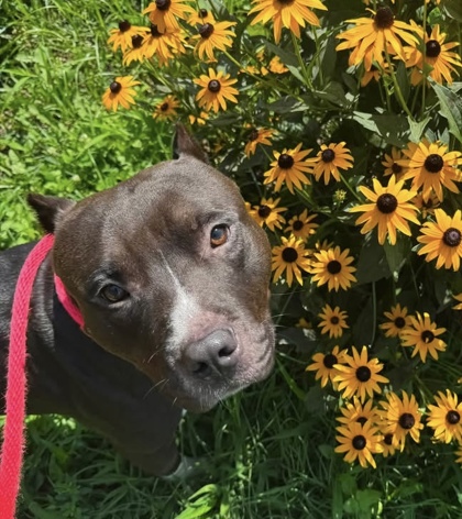 Mixed Breed