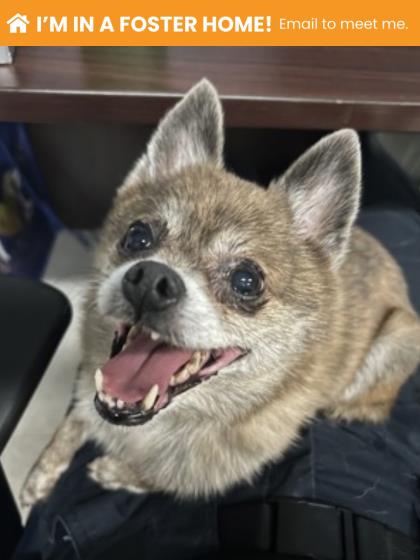Francis (bella)
