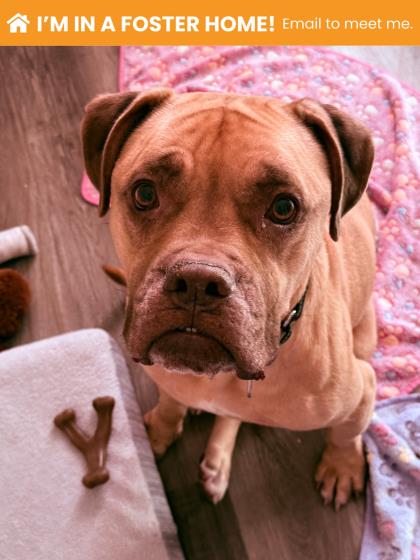 Mixed Breed