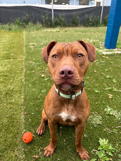 Mixed Breed