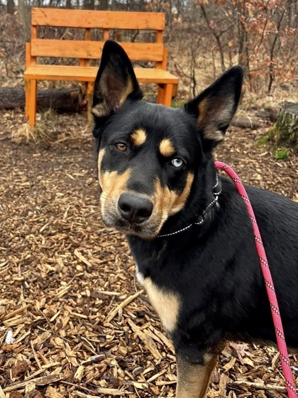 Mixed Breed