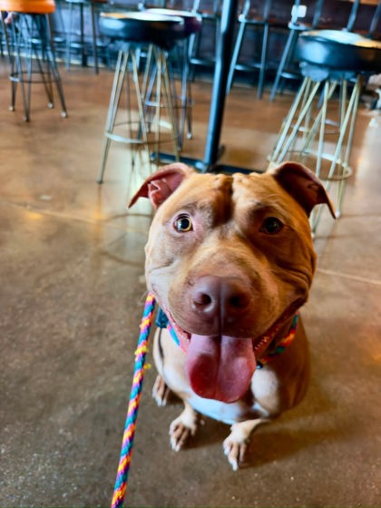 Mixed Breed