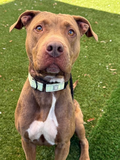 Mixed Breed