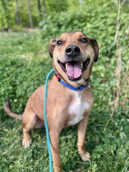 Milk Dud (hopper) (koop)