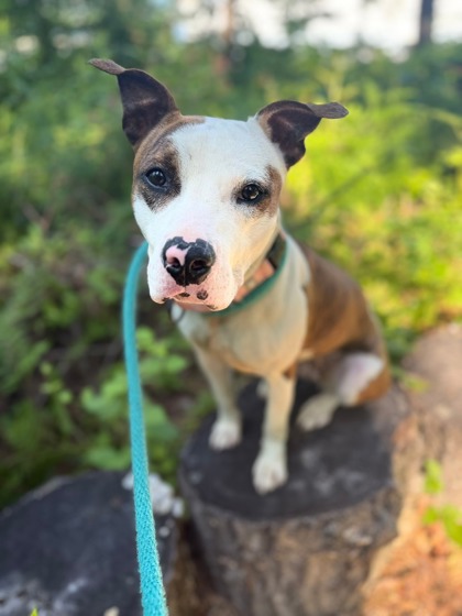 Mixed Breed
